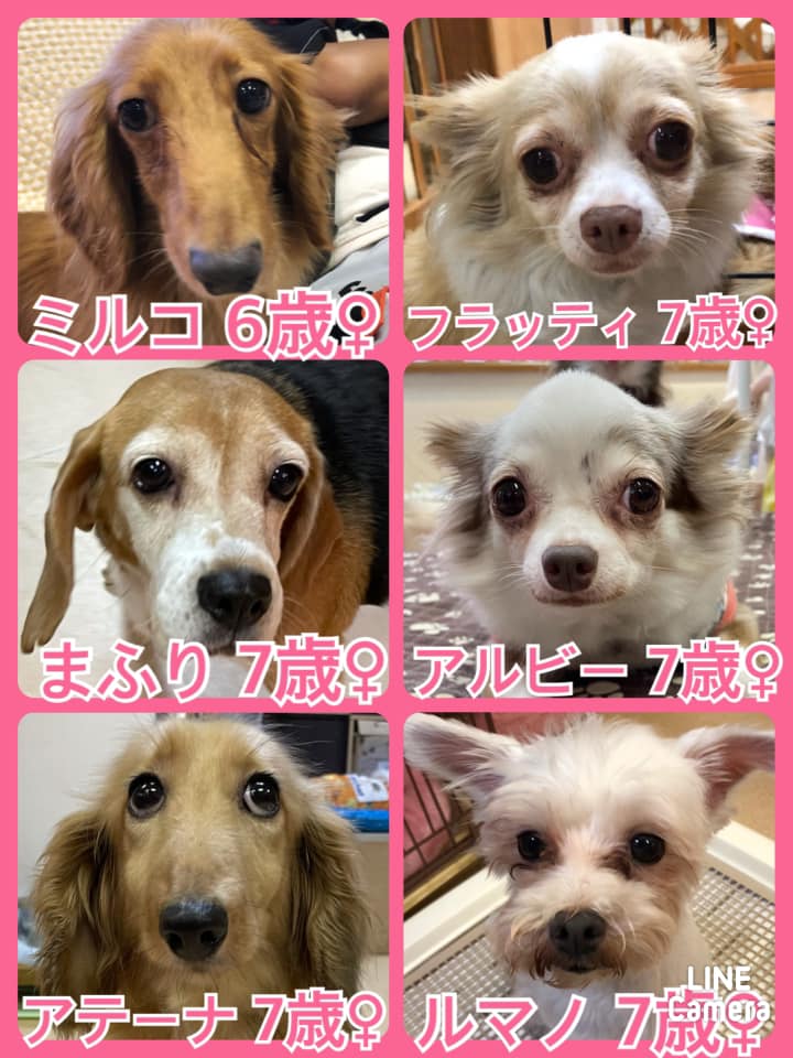 🐾今日の里親様募集中ワンコ🐶メンバーです🐾2021,8,28